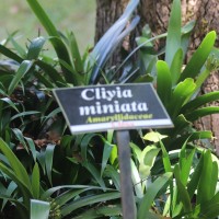 Clivia